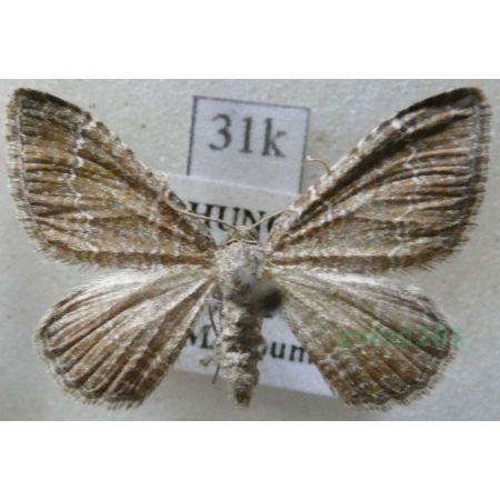 Cataclysme riguata (Hübner, 1813) Obmytek falisty Slovakia31k